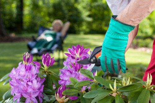 Professional gardener trimming hedges in Harrow